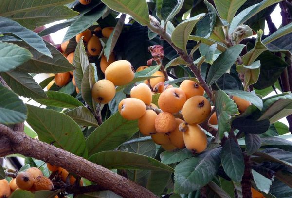 Exotic medlar fruit