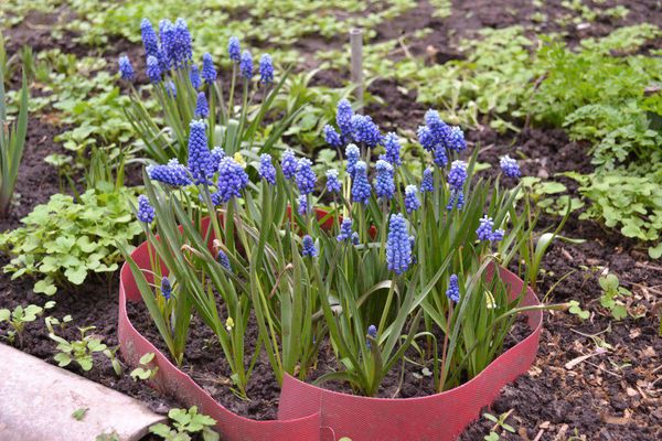 Muscari flowers from seeds