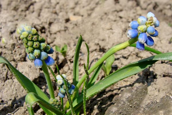 Muscari flowers in the ground