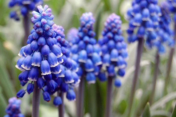 How to grow muscari outdoors: rules for caring for mouse hyacinth