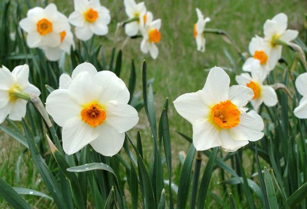 Wildflowers daffodils