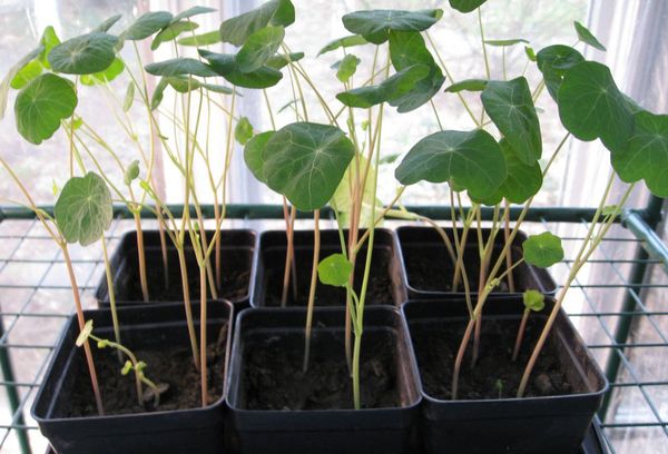 Seedlings of nasturtium