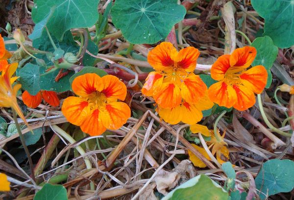 Orange flowers of nasturtium