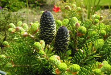 Naaldplant in de tuin