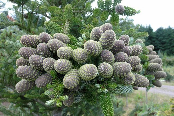 How to grow Korean fir: rules for caring for a coniferous beauty