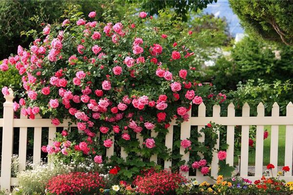 Hoa hồng trên hàng rào