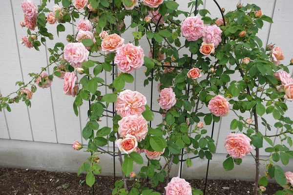 Hoa hồng trong vườn