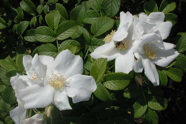 Hoa hồng nhăn alba