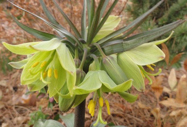 Grouse imperial - regler för att odla en magnifik blomma