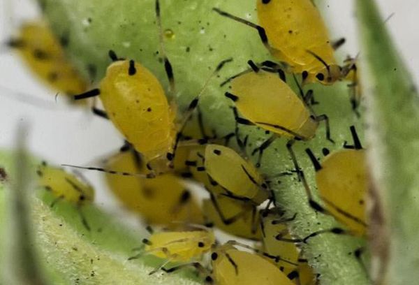 Aphids on a plant