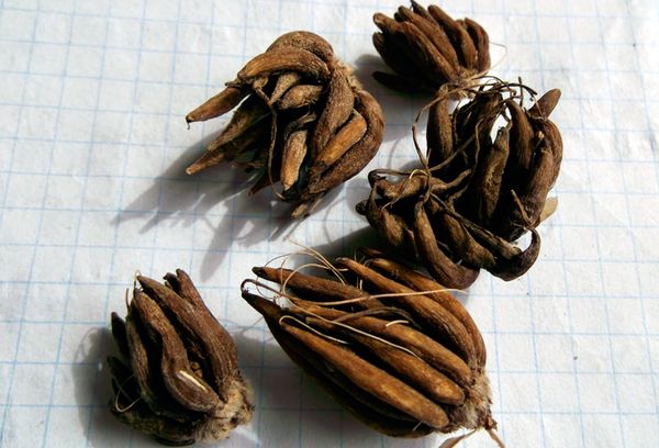 Ranunculus seeds