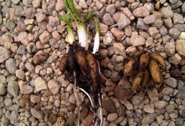 Ranunculus roots