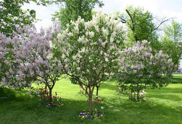 Young lilac bushes