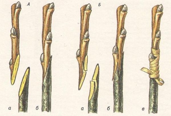Reproduction of lilacs by grafting