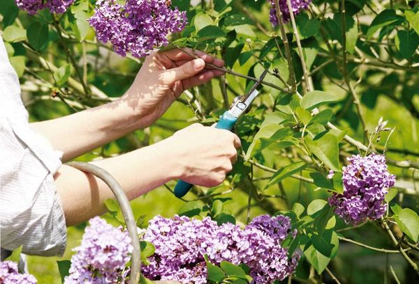 How to plant and grow lush lilacs on the site