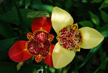 Dos flores de tigridia