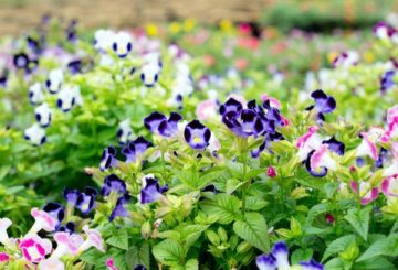 Flores de Torenia