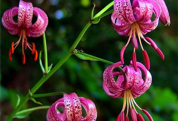 Hoa lily martagon