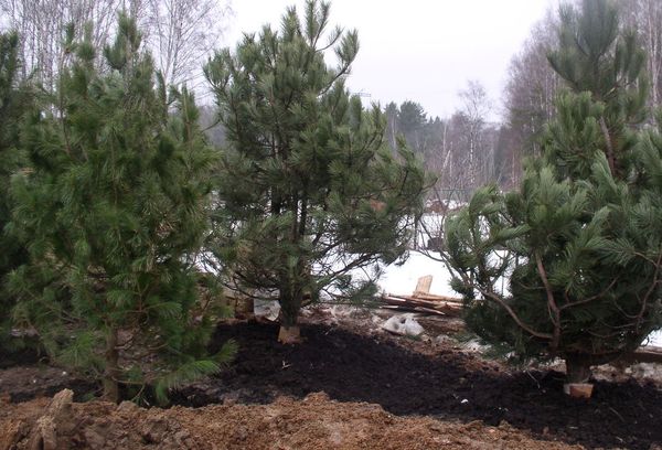 Features of planting and growing conifers
