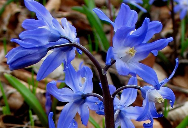 Gigante de Chionodoxa