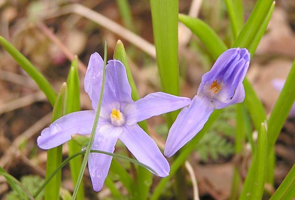 Chionodoxa Luciliae Azul