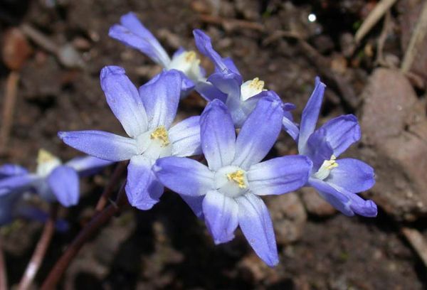 Flores de jardín