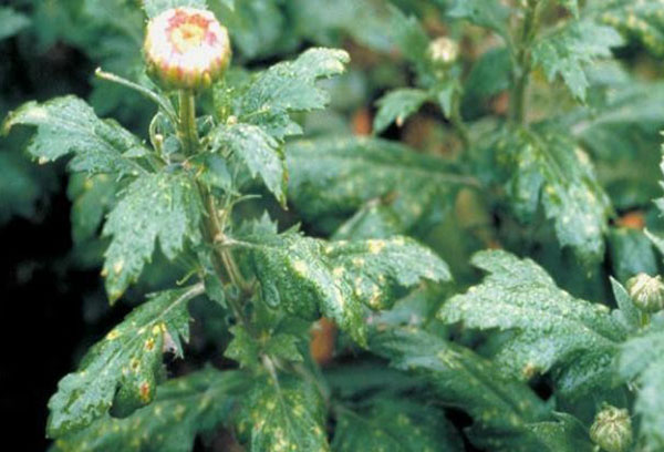 Disease-damaged chrysanthemum bush