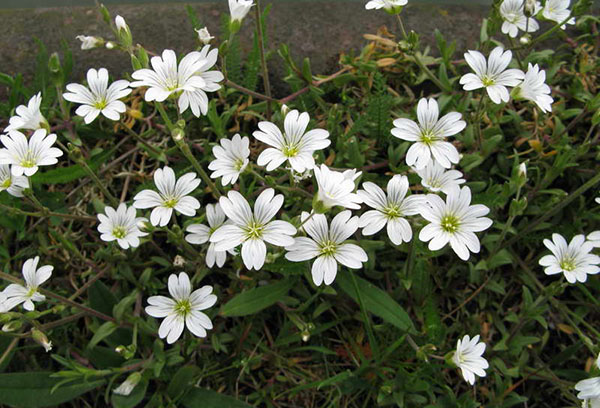Yaskolka flowers
