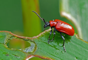 Escarabajo rojo sobre una hoja de lirio