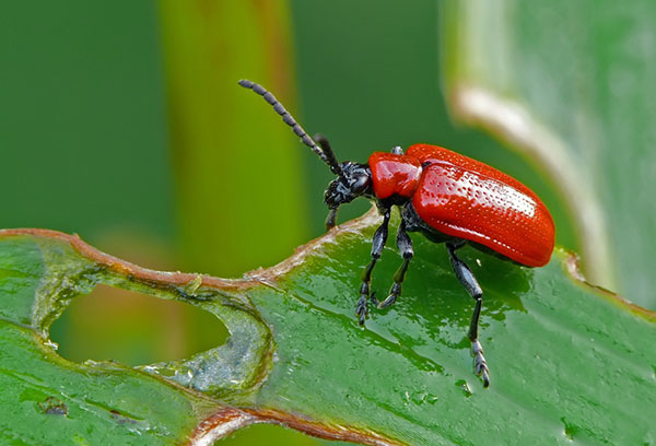 Red beetle on a lily leaf