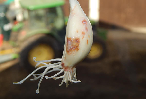 Tick-infested garlic