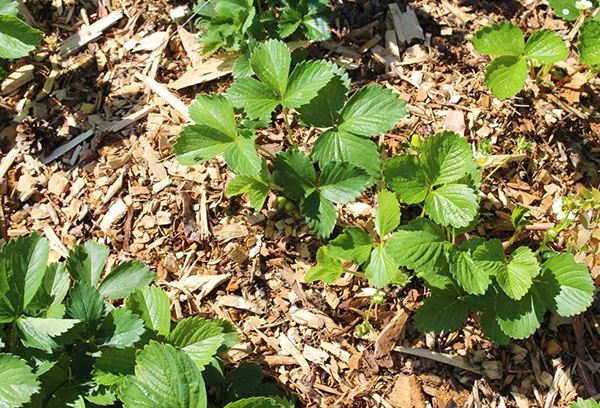 Young strawberry bushes