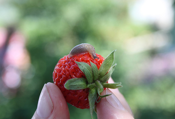 Slug on strawberries