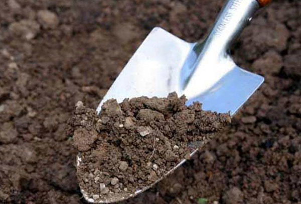 Fertile soil
