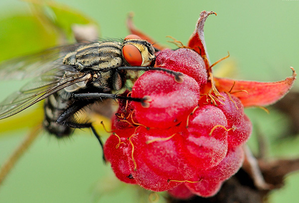 Raspberry fly