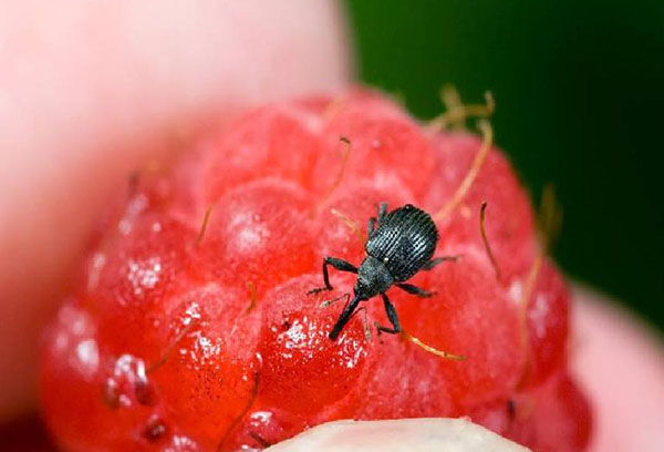 Weevil on raspberries