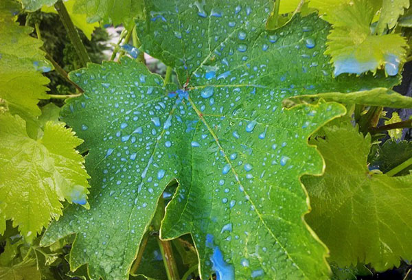 Fertilizer drops on grape leaf