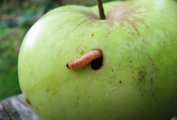 عثة التفاح