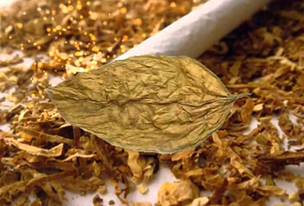 Tabakové listy