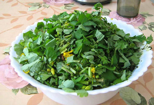 Celandine for making infusion