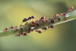 Myror och bladlöss på stammen