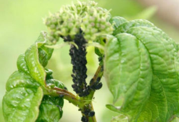 Pulgón negro en viburnum