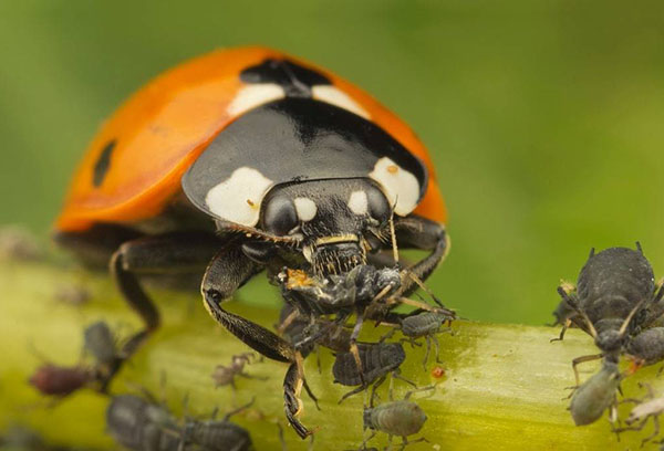 Ladybug eating black aphids