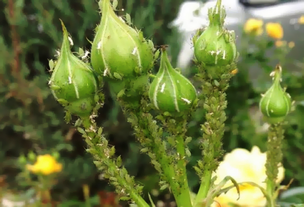 Aphids on roses