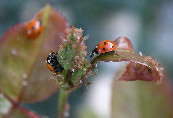 Ladybugs eat aphids