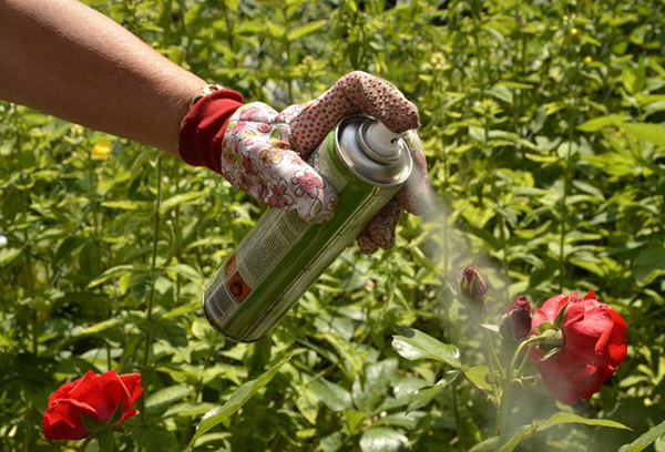 Treatment of rose bushes with a chemical