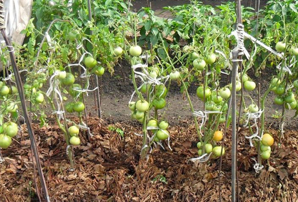 Organisk mulch i tomatträdgården