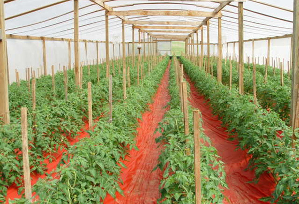 Inorganic mulch in a greenhouse with tomatoes