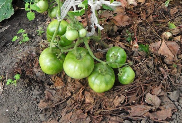 Organisk mulch under tomatbusken