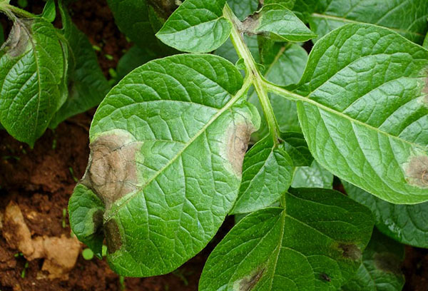 Late blight on potato